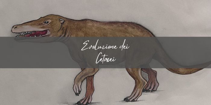 Evoluzione dei cetacei