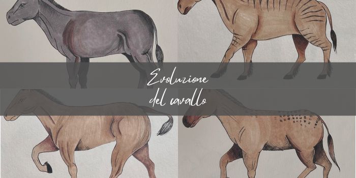 Evoluzione del cavallo
