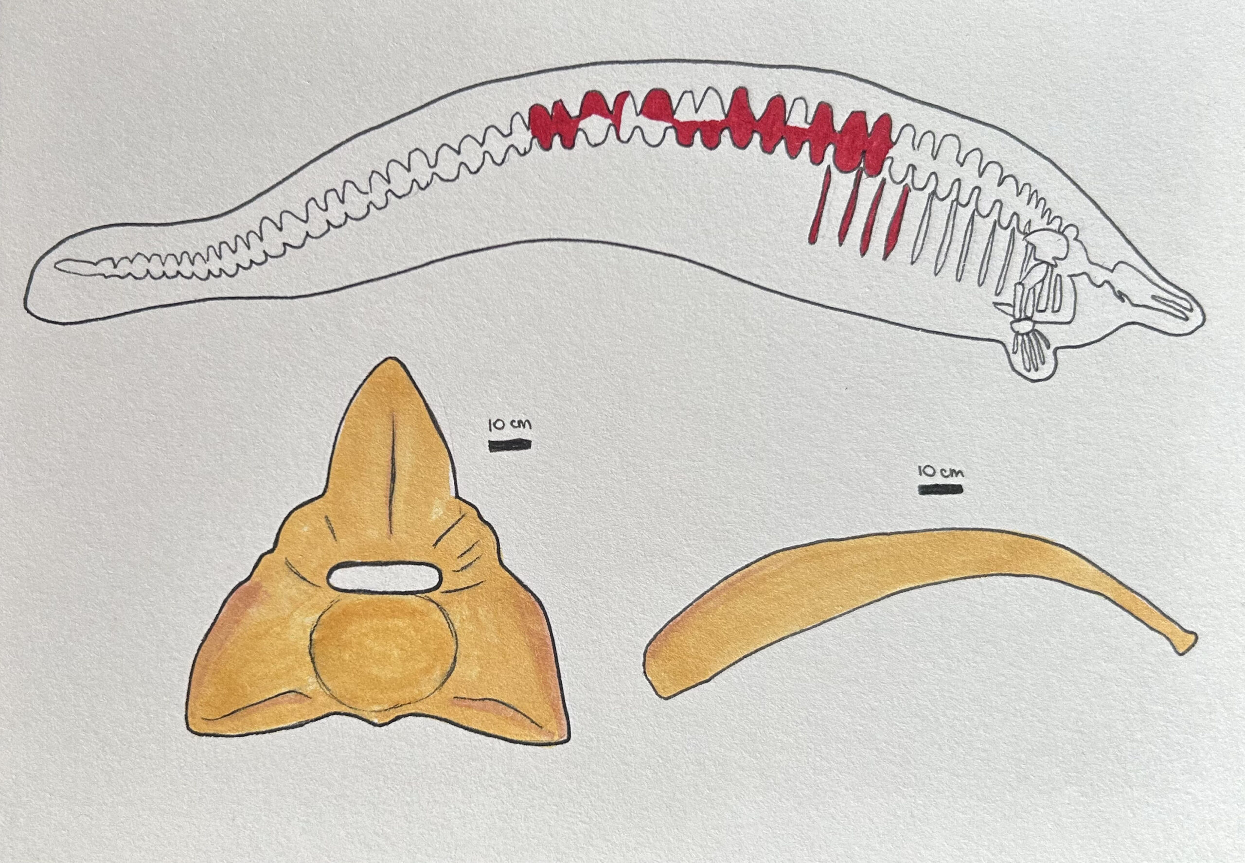 perucetus