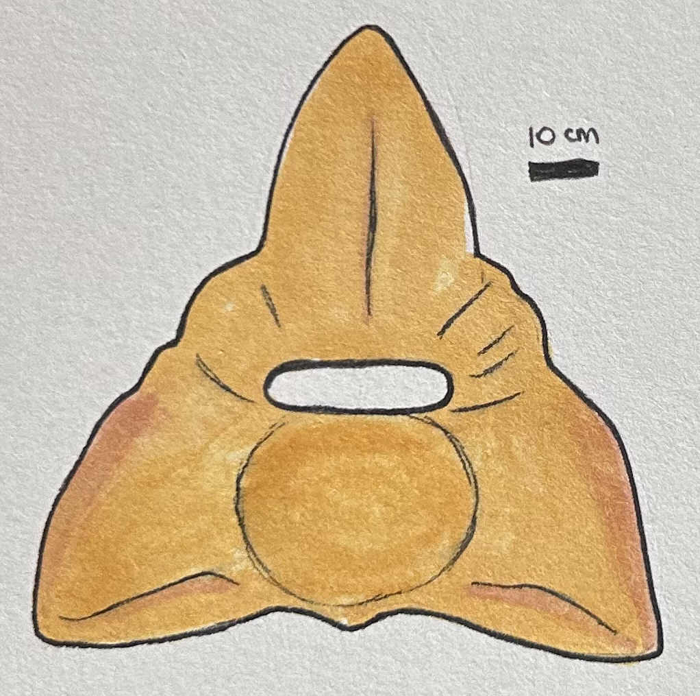 vertebra