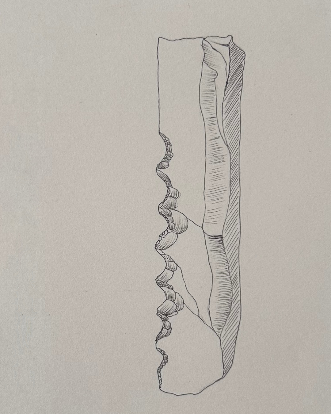 Denticolato