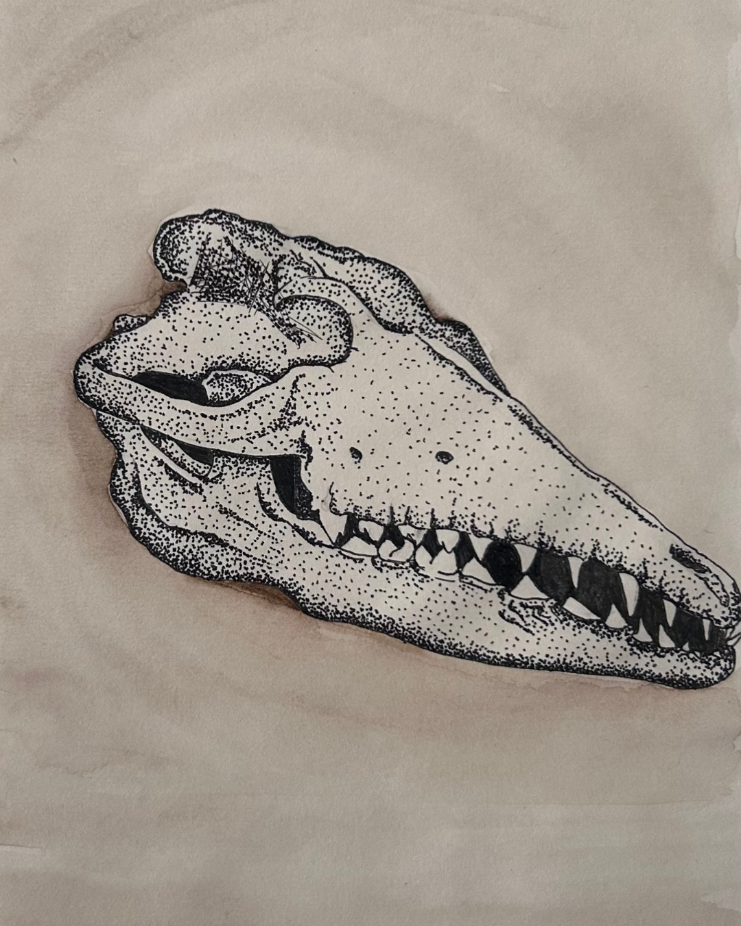 Pachycetus